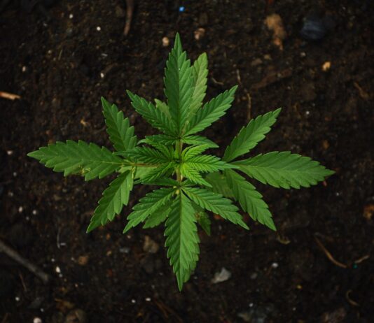 Cannabis: oltre 180 in digiuno per Walter De Benedetto, malato sotto inchiesta per aver coltivato la cannabis per curarsi