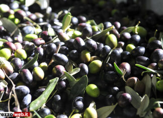 Olivicoltura, spostamenti da e per i frantoi oltre le 22 ma solo per soggetti professionali