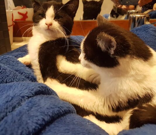 Aiutiamo i gatti di casa Mauu