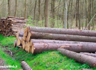 Altri 2,3 milioni per innovazione imprese forestali. Saccardi: “Indispensabile per un settore competitivo”