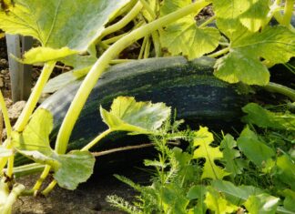 “Centomila orti in Toscana”, pubblicato il nuovo bando