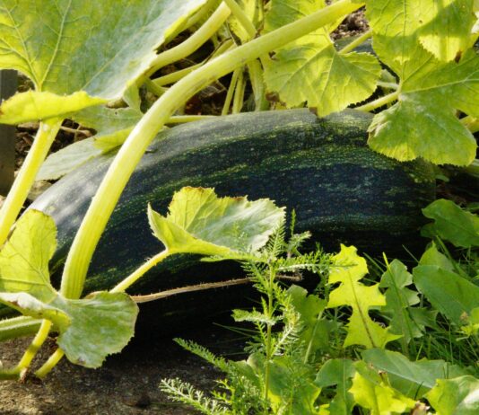 “Centomila orti in Toscana”, pubblicato il nuovo bando