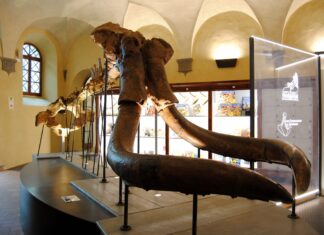 Riapre il Museo Paleontologico dell’Accademia Valdarnese del Poggio