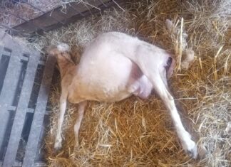 Lupo, Coldiretti: continua la strage servono risposte immediate