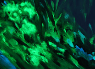 Prorogata la mostra “Il giardino di notte” di Giulio Saverio Rossi