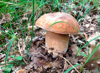 Raccolta funghi: agli sportelli micologici consulenze gratuite e controlli delle specie per evitare rischi di intossicazione