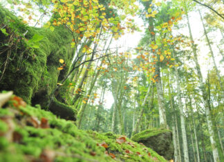 Domenica 31 ottobre al via la 2a tappa dei “Cammini letterari nel parco”