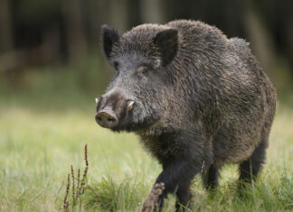 Agricoltura, su contenimento ungulati si rafforzano gli indirizzi per le polizie provinciali