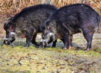 Peste suina africana, attivato il numero unico regionale per le segnalazioni di carcasse