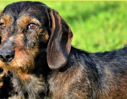 Valdarno: smarrita Ira, bassotto femmina di 7 anni