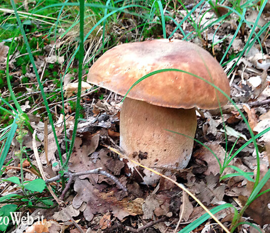 47esima Sagra del Fungo Porcino a Cascina di Reggello