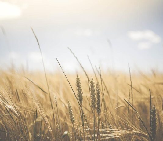 Sabato 2 luglio l’ottava festa della battitura del grano