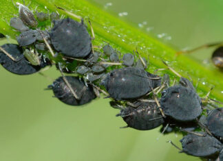 San Giovanni Valdarno: pulizia di viale Giotto e trattamento per le piante