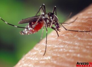 Zanzare: programmati 6 interventi sul territorio comunale di Terranuova