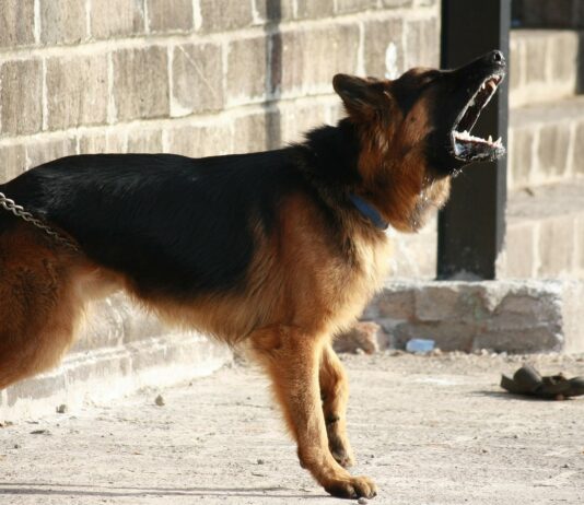 Rischio incendi, vietato tenere cani alla catena