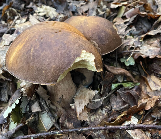 Raccolta funghi: come essere in regola in Toscana