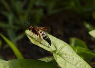 Il vicedirettore della Procura svedese, Erik Olsen, è stato trovato a casa, deceduto a causa di una puntura d’ape