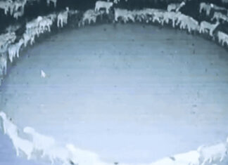 Un gregge di pecore cammina in cerchio per 12 giorni di fila in Cina