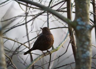 Perché i ‘giorni della merla’ sono considerati i giorni più freddi dell’anno?