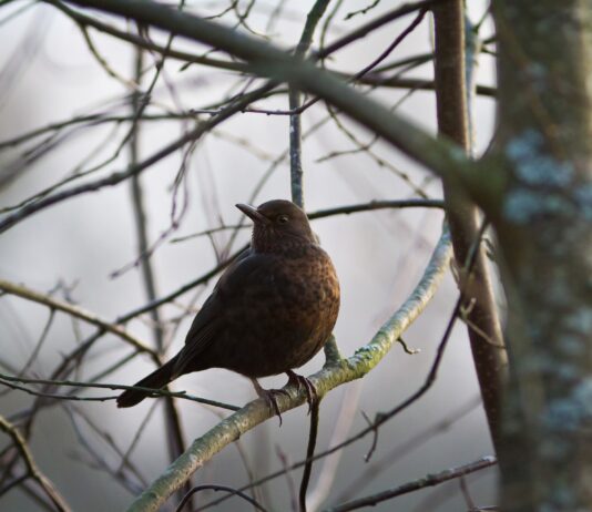 Perché i ‘giorni della merla’ sono considerati i giorni più freddi dell’anno?