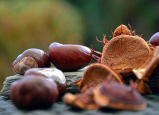 Caprese Michelangelo, tutto pronto per la Festa della Castagna
