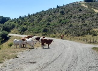 Manifestazione contro l’asfaltatura del Pratomagno