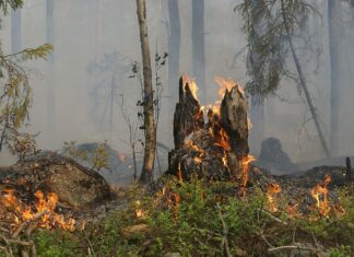 Incendio boschivo in località Treggiano, Piandiscò (Ar)