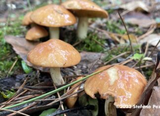 Lunedì 30 settembre le aperture degli sportelli micologici