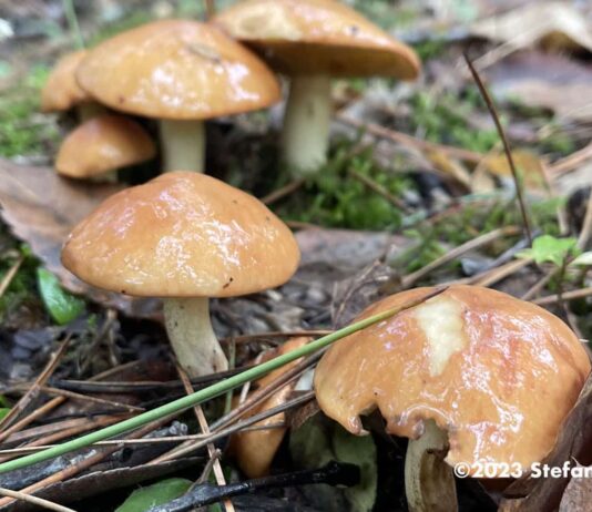 Lunedì 30 settembre le aperture degli sportelli micologici