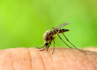 San Giovanni Valdarno, proseguono gli interventi contro le zanzare