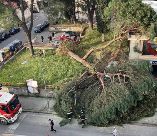 Montevarchi pianta si spezza, danni a auto e una struttura