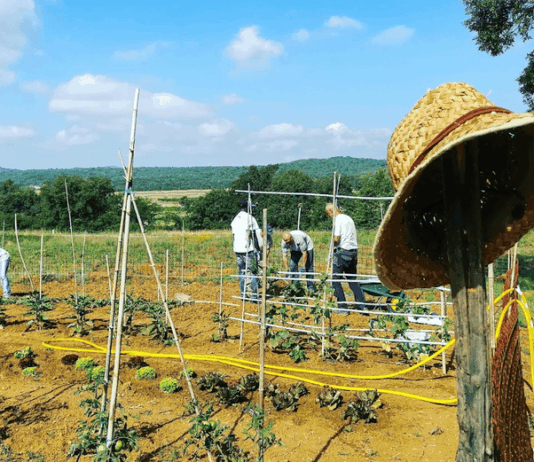 Laterina: fattoria eco solidale senza barriere